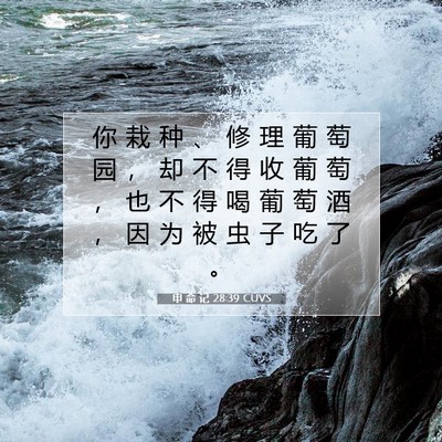 Picture 07 - 申 命 记 28:39 CUVS - 你 栽 种 、 修 理 葡 萄 园 ， 却 不 - Bible Verse Picture
