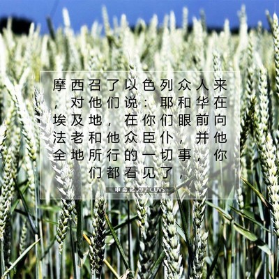 Picture 07 - 申 命 记 29:2 CUVS - 摩 西 召 了 以 色 列 众 人 来 ， 对 - Bible Verse Picture
