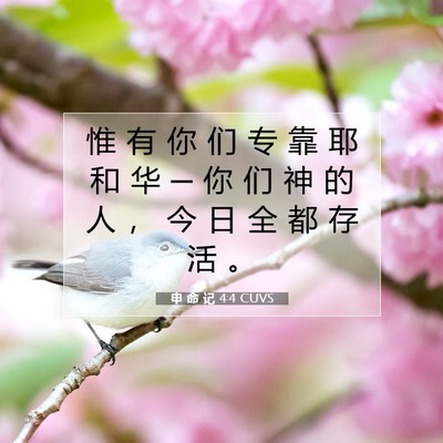 Picture 07 - 申 命 记 4:4 CUVS - 惟 有 你 们 专 靠 耶 和 华 ─ 你 们 - Bible Verse Picture