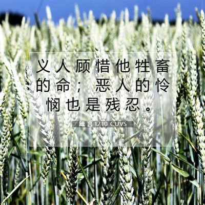 Picture 07 - 箴 言 12:10 CUVS - 义 人 顾 惜 他 牲 畜 的 命 ； 恶 人 - Bible Verse Picture