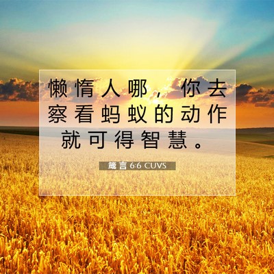 Picture 07 - 箴 言 6:6 CUVS - 懒 惰 人 哪 ， 你 去 察 看 蚂 蚁 的 - Bible Verse Picture