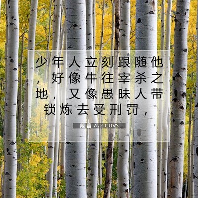 Picture 07 - 箴 言 7:22 CUVS - 少 年 人 立 刻 跟 随 他 ， 好 像 牛 - Bible Verse Picture
