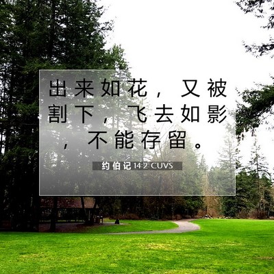 Picture 07 - 约 伯 记 14:2 CUVS - 出 来 如 花 ， 又 被 割 下 ， 飞 去 - Bible Verse Picture
