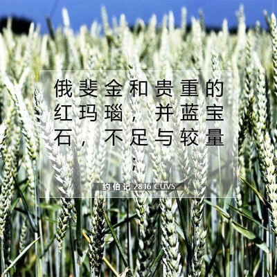 Picture 07 - 约 伯 记 28:16 CUVS - 俄 斐 金 和 贵 重 的 红 玛 瑙 ， 并 - Bible Verse Picture