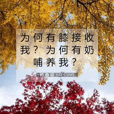 Picture 07 - 约 伯 记 3:12 CUVS - 为 何 有 膝 接 收 我 ？ 为 何 有 奶 - Bible Verse Picture