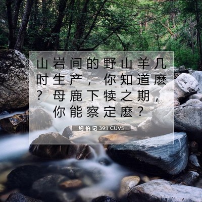 Picture 07 - 约 伯 记 39:1 CUVS - 山 岩 间 的 野 山 羊 几 时 生 产 ， - Bible Verse Picture