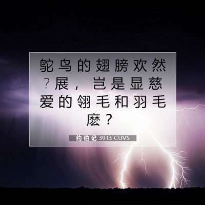 Picture 07 - 约 伯 记 39:13 CUVS - 鸵 鸟 的 翅 膀 欢 然 ? 展 ， 岂 是 显 - Bible Verse Picture