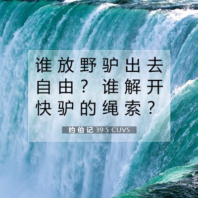 Picture 07 - 约 伯 记 39:5 CUVS - 谁 放 野 驴 出 去 自 由 ？ 谁 解 开 - Bible Verse Picture