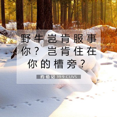 Picture 07 - 约 伯 记 39:9 CUVS - 野 牛 岂 肯 服 事 你 ？ 岂 肯 住 在 - Bible Verse Picture