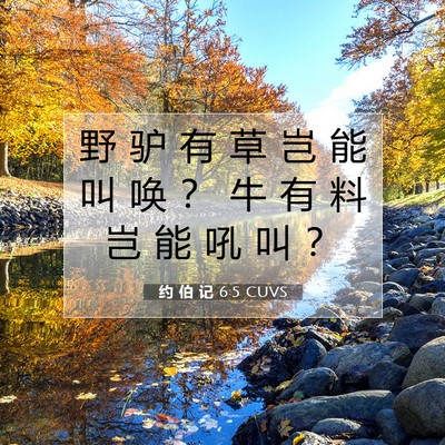 Picture 07 - 约 伯 记 6:5 CUVS - 野 驴 有 草 岂 能 叫 唤 ？ 牛 有 料 - Bible Verse Picture