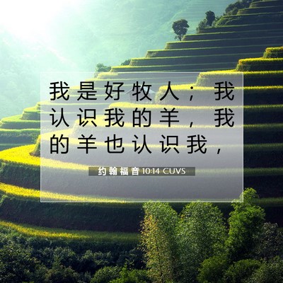 Picture 07 - 约 翰 福 音 10:14 CUVS - 我 是 好 牧 人 ； 我 认 识 我 的 羊 - Bible Verse Picture