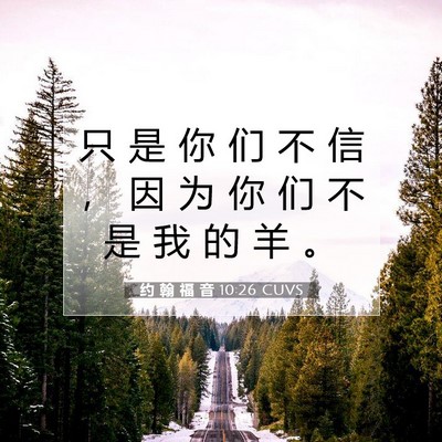 Picture 07 - 约 翰 福 音 10:26 CUVS - 只 是 你 们 不 信 ， 因 为 你 们 不 - Bible Verse Picture