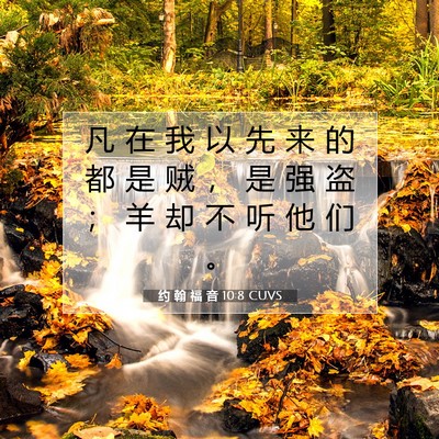 Picture 07 - 约 翰 福 音 10:8 CUVS - 凡 在 我 以 先 来 的 都 是 贼 ， 是 - Bible Verse Picture