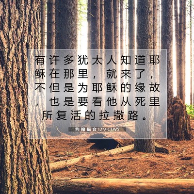 Picture 07 - 约 翰 福 音 12:9 CUVS - 有 许 多 犹 太 人 知 道 耶 稣 在 那 - Bible Verse Picture