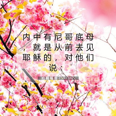 Picture 07 - 约 翰 福 音 7:50 CUVS - 内 中 有 尼 哥 底 母 ， 就 是 从 前 - Bible Verse Picture