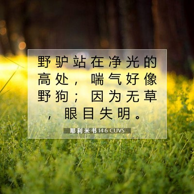 Picture 07 - 耶 利 米 书 14:6 CUVS - 野 驴 站 在 净 光 的 高 处 ， 喘 气 - Bible Verse Picture