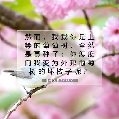 Picture 07 - 耶 利 米 书 2:21 CUVS - 然 而 ， 我 栽 你 是 上 等 的 葡 萄 - Bible Verse Picture