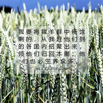 Picture 07 - 耶 利 米 书 23:3 CUVS - 我 要 将 我 羊 群 中 所 馀 剩 的 ， - Bible Verse Picture