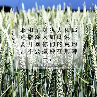 Picture 07 - 耶 利 米 书 4:3 CUVS - 耶 和 华 对 犹 大 和 耶 路 撒 冷 人 - Bible Verse Picture