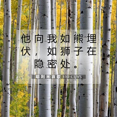 Picture 07 - 耶 利 米 哀 歌 3:10 CUVS - 他 向 我 如 熊 埋 伏 ， 如 狮 子 在 - Bible Verse Picture