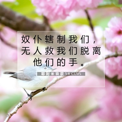 Picture 07 - 耶 利 米 哀 歌 5:8 CUVS - 奴 仆 辖 制 我 们 ， 无 人 救 我 们 - Bible Verse Picture