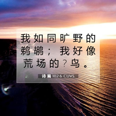 Picture 07 - 诗 篇 102:6 CUVS - 我 如 同 旷 野 的 鹈 鹕 ； 我 好 像 - Bible Verse Picture
