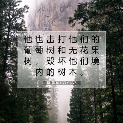 Picture 07 - 诗 篇 105:33 CUVS - 他 也 击 打 他 们 的 葡 萄 树 和 无 - Bible Verse Picture