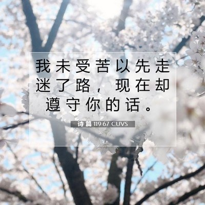 Picture 07 - 诗 篇 119:67 CUVS - 我 未 受 苦 以 先 走 迷 了 路 ， 现 - Bible Verse Picture