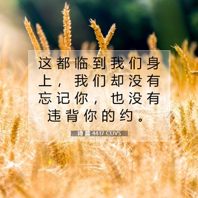 Picture 07 - 诗 篇 44:17 CUVS - 这 都 临 到 我 们 身 上 ， 我 们 却 - Bible Verse Picture