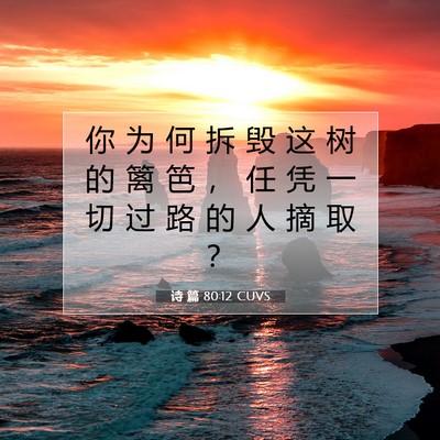 Picture 07 - 诗 篇 80:12 CUVS - 你 为 何 拆 毁 这 树 的 篱 笆 ， 任 - Bible Verse Picture
