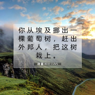 Picture 07 - 诗 篇 80:8 CUVS - 你 从 埃 及 挪 出 一 棵 葡 萄 树 ， - Bible Verse Picture