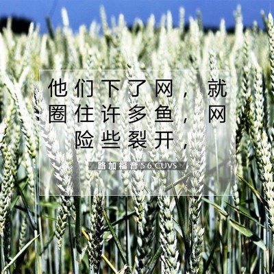 Picture 07 - 路 加 福 音 5:6 CUVS - 他 们 下 了 网 ， 就 圈 住 许 多 鱼 - Bible Verse Picture