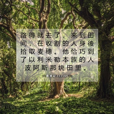 Picture 07 - 路 得 记 2:3 CUVS - 路 得 就 去 了 ， 来 到 田 间 ， 在 - Bible Verse Picture