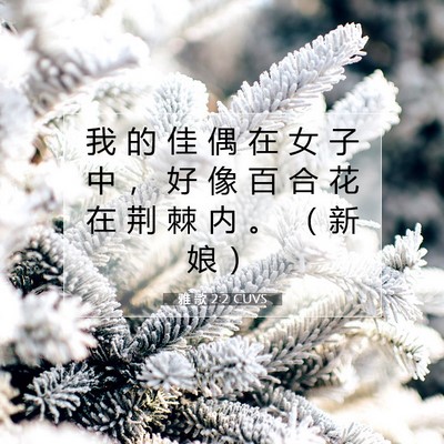 Picture 07 - 雅 歌 2:2 CUVS - 我 的 佳 偶 在 女 子 中 ， 好 像 百 - Bible Verse Picture