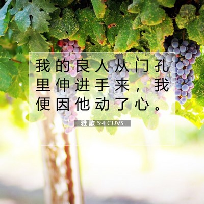 Picture 07 - 雅 歌 5:4 CUVS - 我 的 良 人 从 门 孔 里 伸 进 手 来 - Bible Verse Picture