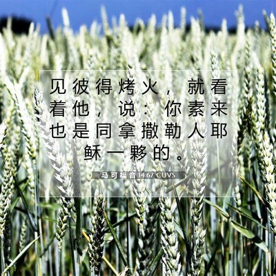 Picture 07 - 马 可 福 音 14:67 CUVS - 见 彼 得 烤 火 ， 就 看 着 他 ， 说 - Bible Verse Picture