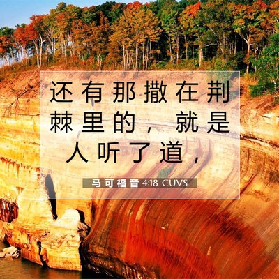 Picture 07 - 马 可 福 音 4:18 CUVS - 还 有 那 撒 在 荆 棘 里 的 ， 就 是 - Bible Verse Picture