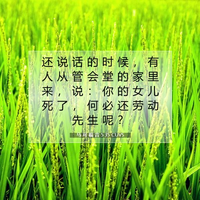Picture 07 - 马 可 福 音 5:35 CUVS - 还 说 话 的 时 候 ， 有 人 从 管 会 - Bible Verse Picture