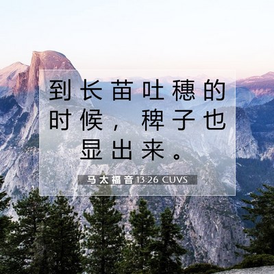 Picture 07 - 马 太 福 音 13:26 CUVS - 到 长 苗 吐 穗 的 时 候 ， 稗 子 也 - Bible Verse Picture