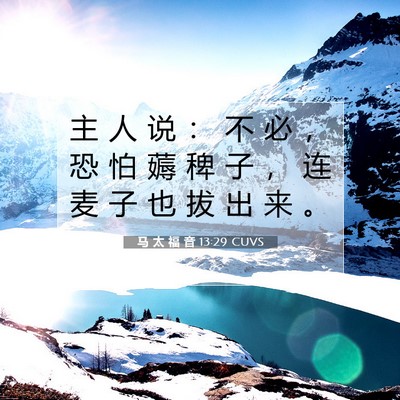Picture 07 - 马 太 福 音 13:29 CUVS - 主 人 说 ： 不 必 ， 恐 怕 薅 稗 子 - Bible Verse Picture