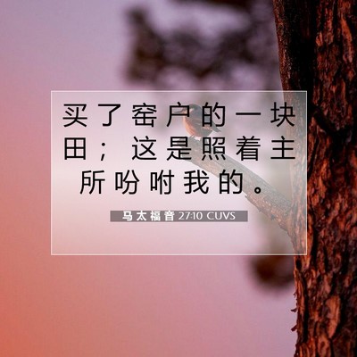 Picture 07 - 马 太 福 音 27:10 CUVS - 买 了 窑 户 的 一 块 田 ； 这 是 照 - Bible Verse Picture