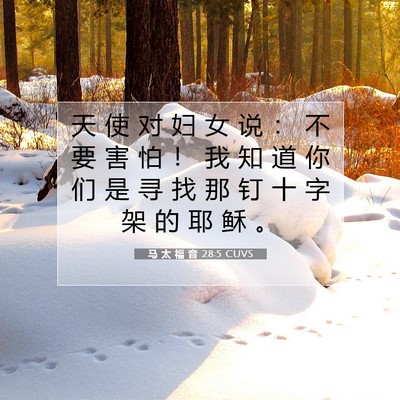 Picture 07 - 马 太 福 音 28:5 CUVS - 天 使 对 妇 女 说 ： 不 要 害 怕 ！ - Bible Verse Picture