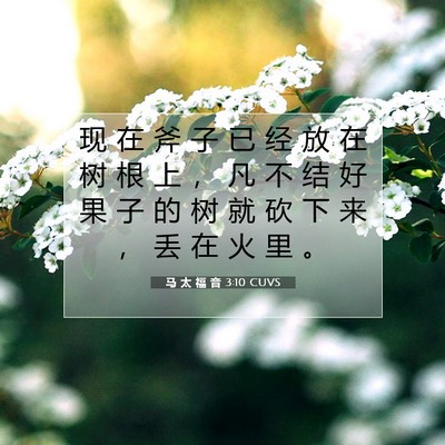 Picture 07 - 马 太 福 音 3:10 CUVS - 现 在 斧 子 已 经 放 在 树 根 上 ， - Bible Verse Picture