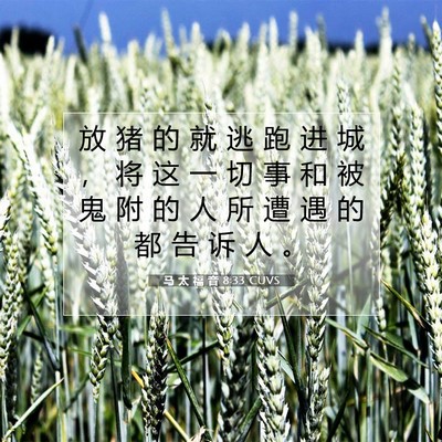 Picture 07 - 马 太 福 音 8:33 CUVS - 放 猪 的 就 逃 跑 进 城 ， 将 这 一 - Bible Verse Picture