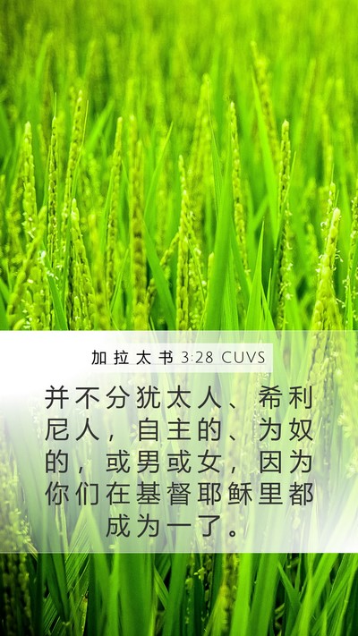 加 拉 太 书 3:28 CUVS Bible Verse Image