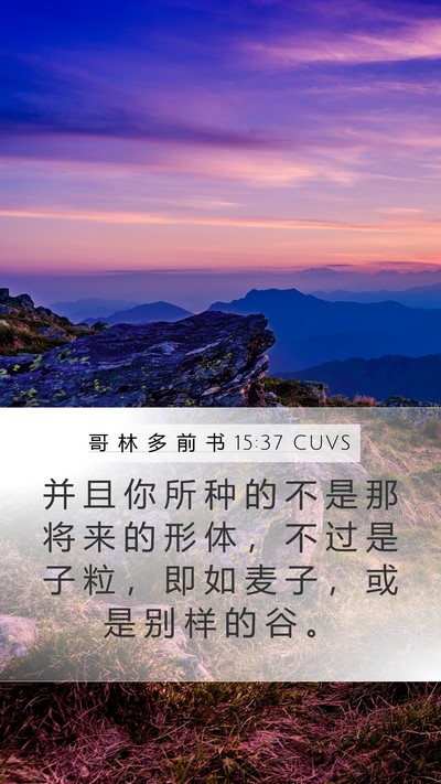 哥 林 多 前 书 15:37 CUVS Bible Verse Image