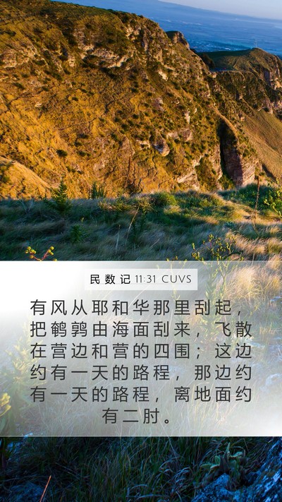 民 数 记 11:31 CUVS Bible Verse Image