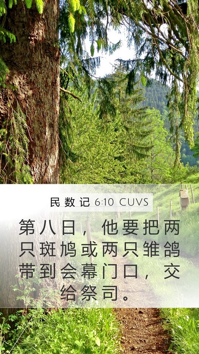 民 数 记 6:10 CUVS Bible Verse Image