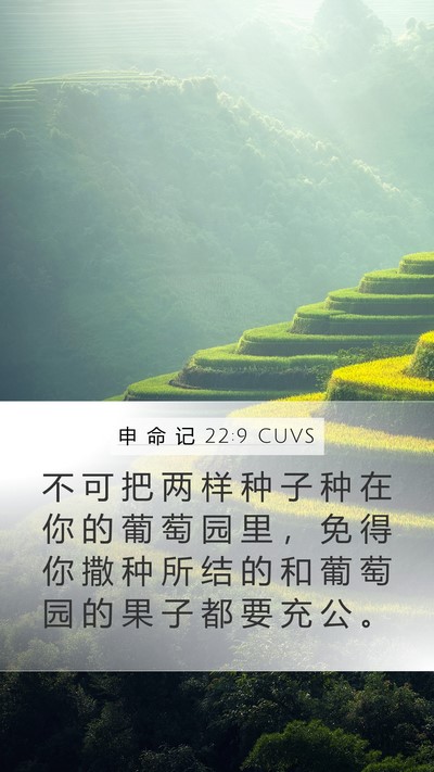 申 命 记 22:9 CUVS Mobile Phone Wallpaper - 不 可 把 两 样 种 子 种 在 你 的 葡 - Mobile Bible Verse Wallpaper