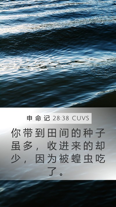申 命 记 28:38 CUVS Bible Verse Image